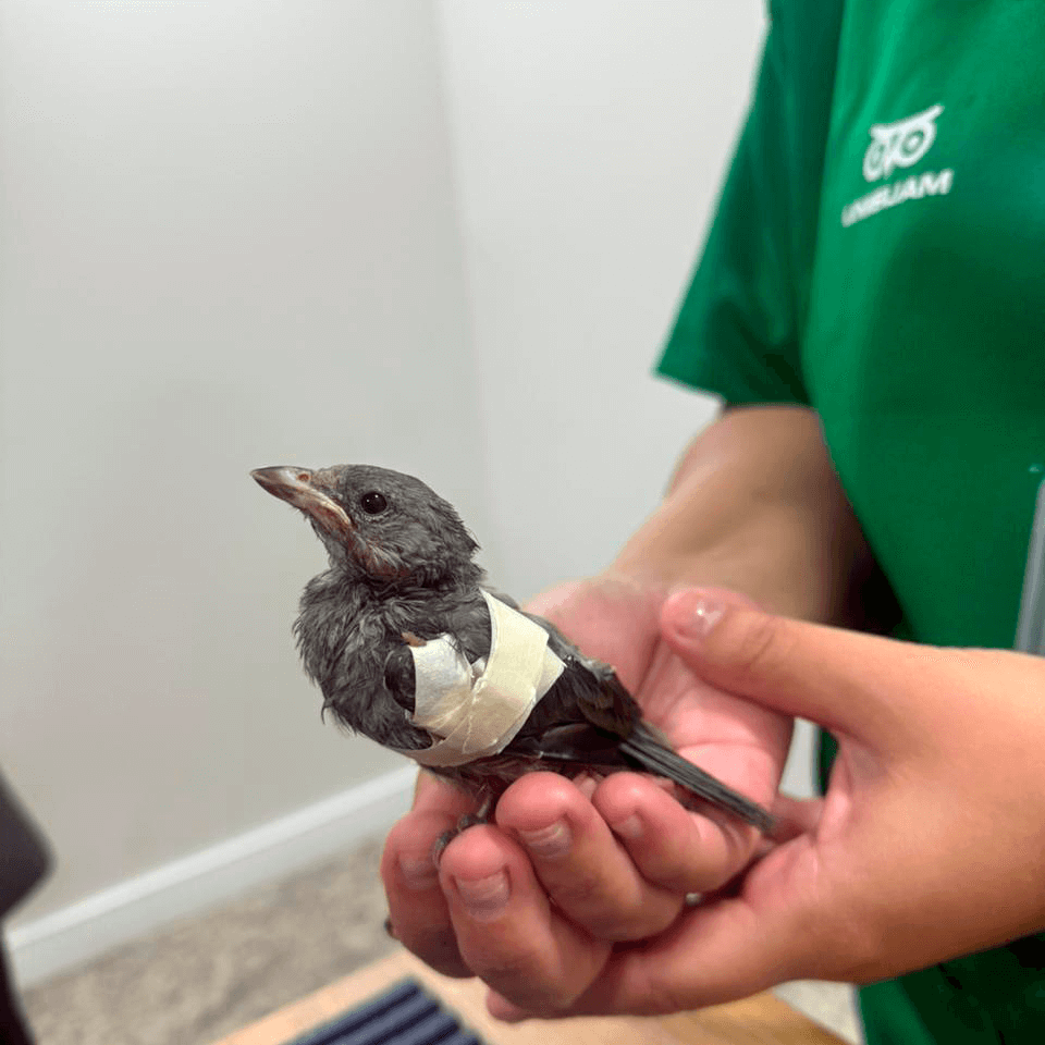 galeria-clesam-vet-foto-3